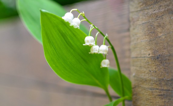 Lilies of the Decking