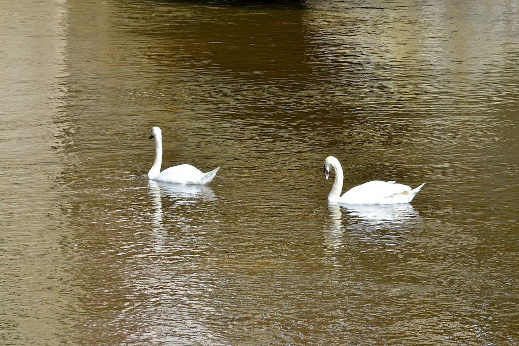 Swanning About